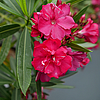 202510281601034_Oleander-Ole