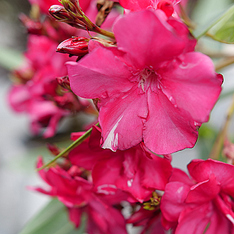 202510281601035_Oleander-Ole-