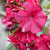 202510281601035_Oleander-Ole-