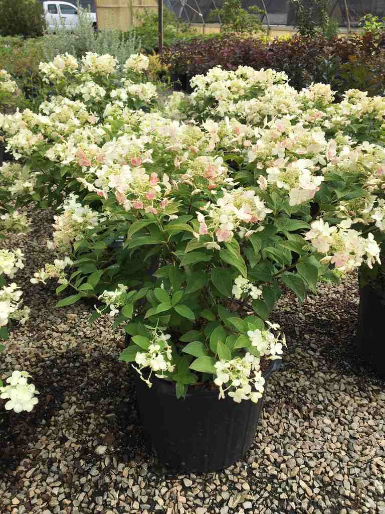 Image of Panflora hydrangea paniculata 2