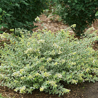 AbeliaMuchoGustoMainProfilePic2