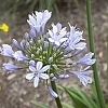 AgapanthusStraightABarleyBlue5