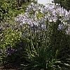 AgapanthusStraightABarleyBlue