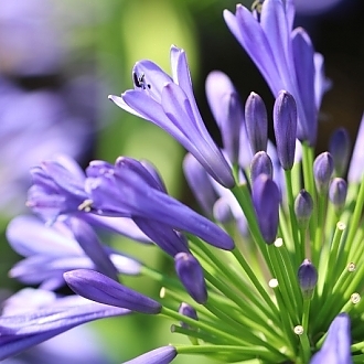 Agapanthus_Barley_Blue