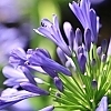 Agapanthus_Barley_Blue