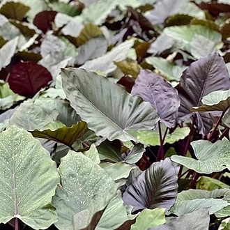 AlocasiaMetalHeadMainProfilePic2