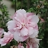 AltheaPinkChiffon-mainprofilepic