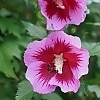 AltheaPurplePillar_3