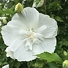 AltheaWhiteChiffon-mainprofilepic1