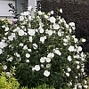 AltheaWhiteChiffon