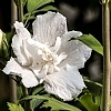 AltheaWhitePillar-mainprofilepic1