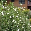 AltheaWhitePillar_3
