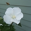AltheaWhitePillar_E