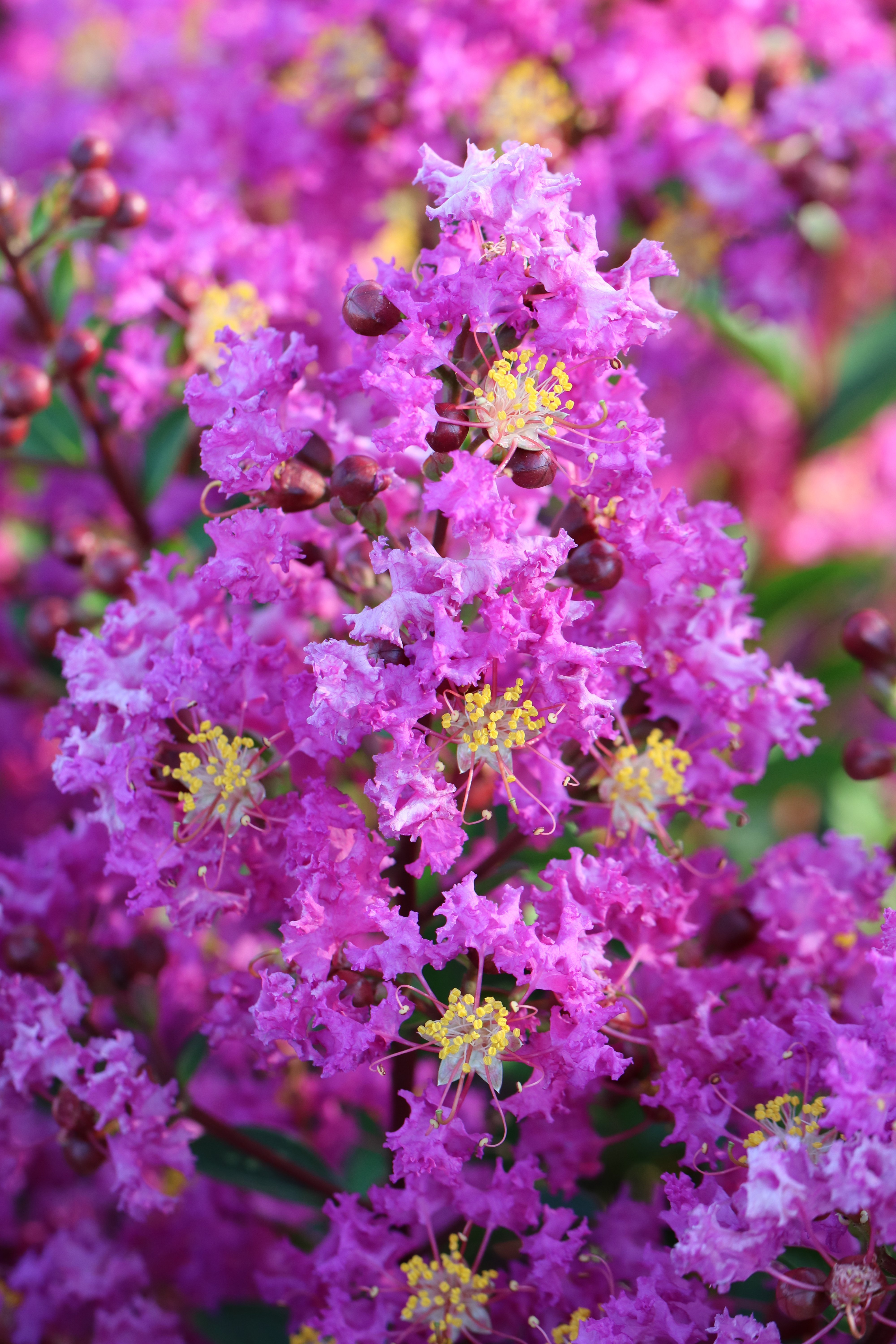 Emerald Empire<sup>®</sup> Crape Myrtle