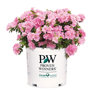 AzaleaPerfectoMundoDoublePinkMainProfilePic