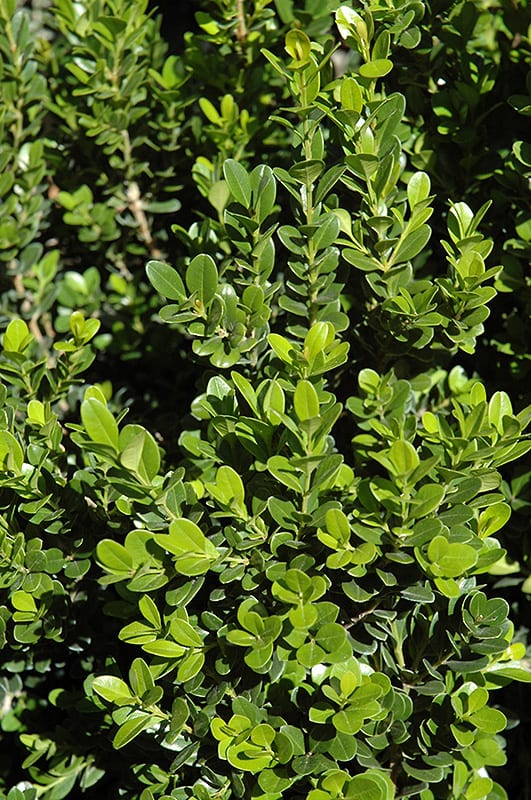 Boxwood