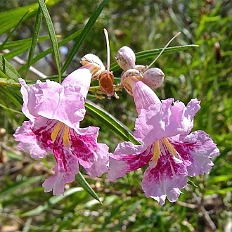 BUBBA-JONES-DESERT-WILLOW