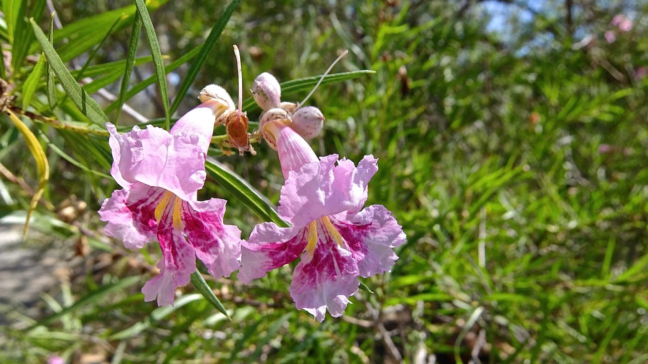 Desert Willow