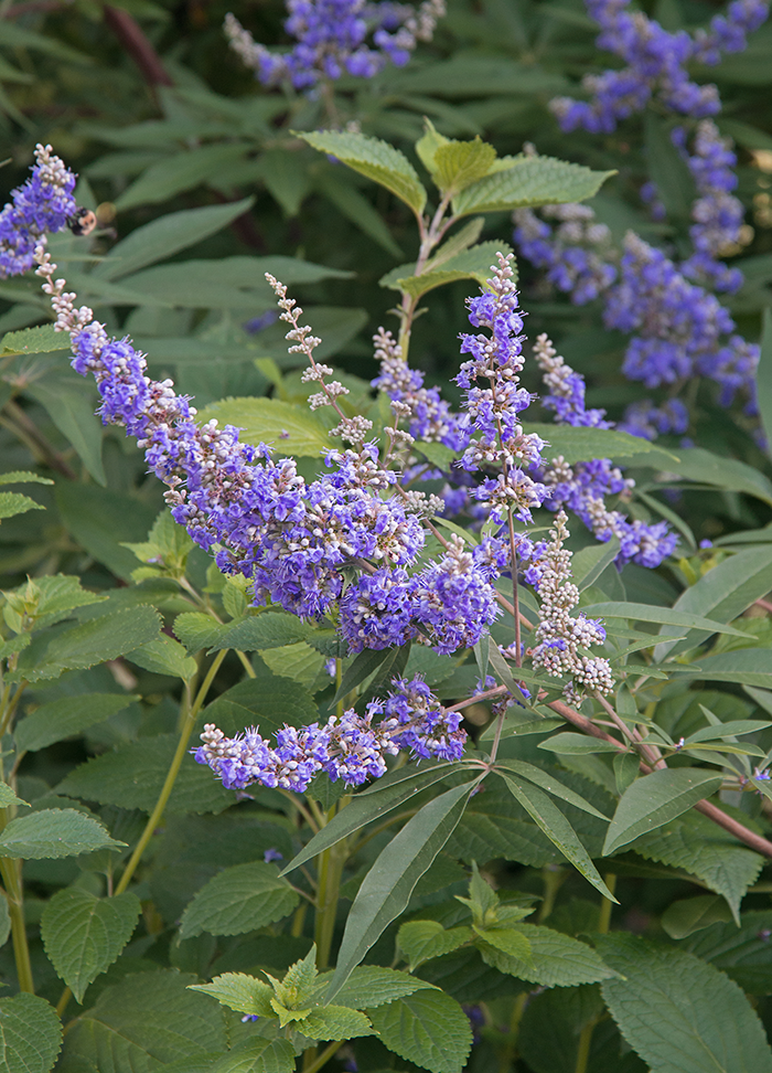 Vitex