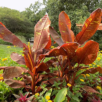 BananaSiamRubyMainProfilePic