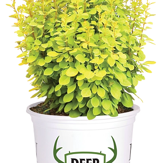 BarberrySunjoyGoldPillarMainProfilePic