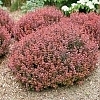 BarberrySunjoyMiniMaroon1