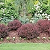 BarberrySunjoyMiniMaroon2