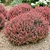 BarberrySunjoyMiniMaroon_Ea