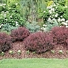 BarberrySunjoyMiniMaroon_Eas