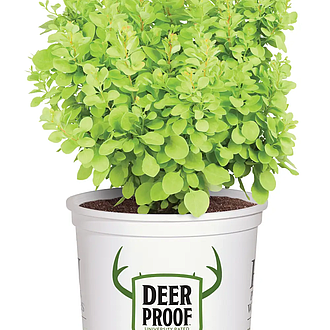 BarberrySunjoyMiniSaffronMainProfilePic