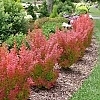 BarberrySunjoyOrangePillar1