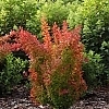 BarberrySunjoyOrangePillar_2__Easy