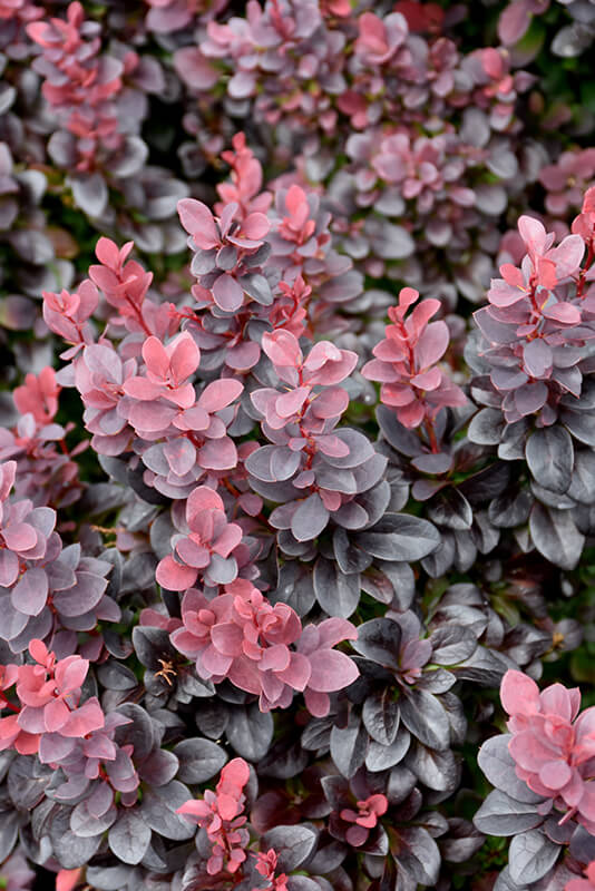 Barberry