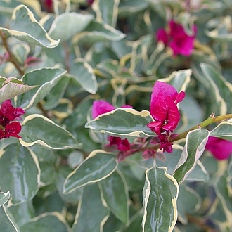 BougainvilleaBambinoClaretRedMainProfilePic
