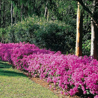 BougainvilleaBambinoLilacMainProfilePic