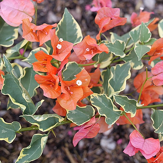 BougainvilleaBambinoVariegatedOrange2