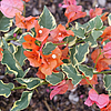 BougainvilleaBambinoVariegatedOrange2
