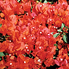 BougainvilleaBambinoVariegatedOrange3