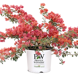 BougainvilleaBambinoVariegatedOrangeMainProfilePic