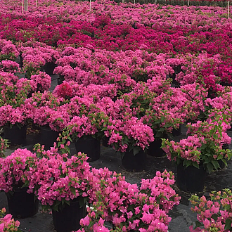 BougainvilleaBarbaraKarstMainProfilePic