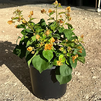 BougainvilleaCaliforniaGoldMainProfilePic