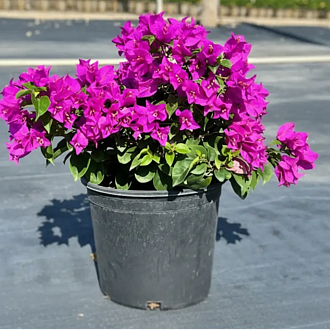 BougainvilleaOsoAmethystPurpleMainProfilePic