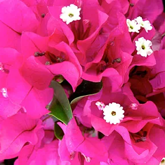 BougainvilleaVeraDeepPurpleMainProfilePic