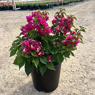 BougainvilleaVeraLynnMainProfilePic