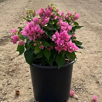 BougainvilleaVeraPinkMainProfilePic