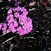 BoulevardCrapeMyrtleBeverlyHills2