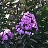 BoulevardCrapeMyrtleBeverlyHills