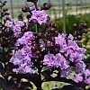 BoulevardCrapeMyrtleSantaMonica2