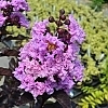 BoulevardCrapeMyrtleSantaMonica3