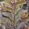 BoulevardCrapeMyrtleSantaMonica